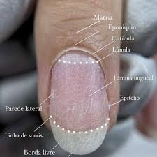 Diagrama de anatomia da unha com legendas para Matriz, Eponíquio, Cutícula, Lúnula, Lâmina ungueal, Epitélio, Parede lateral, Linha de sorriso e Borda livre