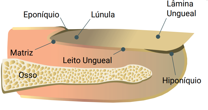 imagem da anatomia da unha